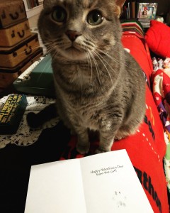 cat with card